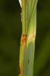 River bulrush